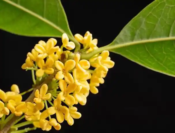 一,桂花:香味四溢的传统名花桂花(学名:osmanthus)又称为木樨,是一种