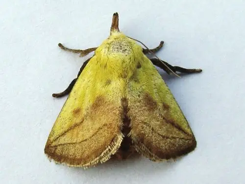 黄刺蛾的形态特征是怎样的?