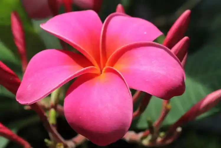 一支独秀红色鸡蛋花,图库-回车桌面