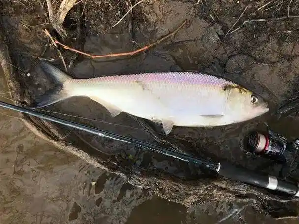 每天认识一种鱼丨67美洲鲥:惜身如玉,触鳞即死!_鲥鱼_养殖_长江