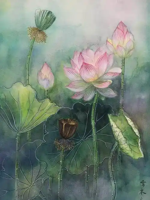 荷花水彩画作品 水彩荷花图