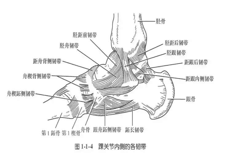 踝关节损伤的病因如何处理以及预防措施(附踝关节解剖分析高清图文