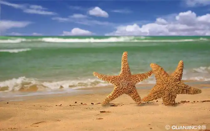 海星图片_图片大全