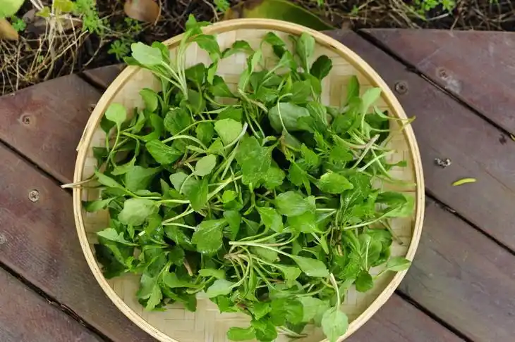 精选马兰头野菜300g