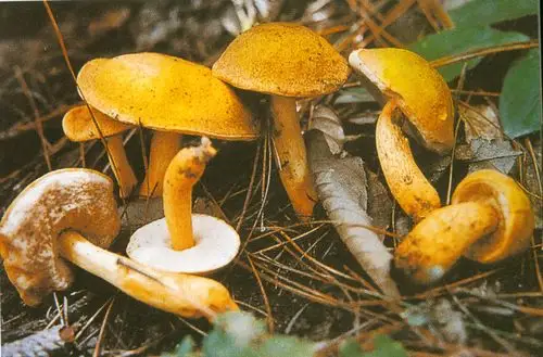 绿盖粉孢牛肝菌