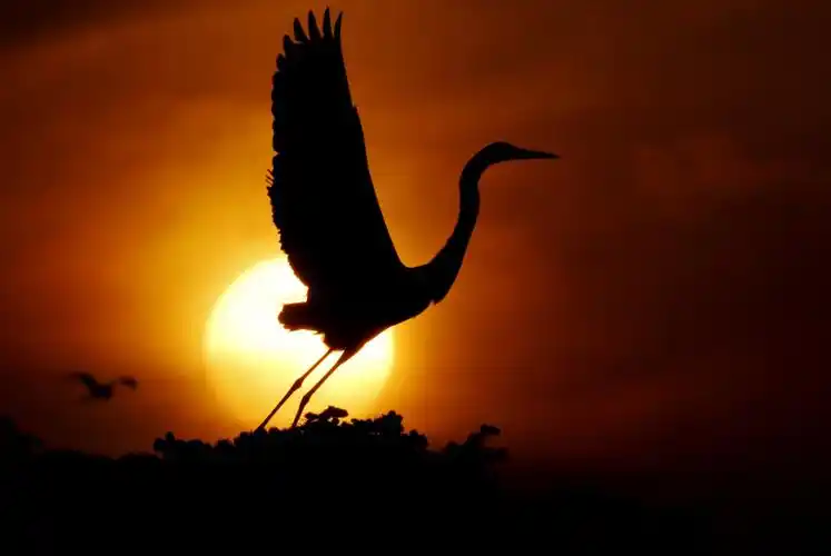 晴空一鹤排云上 便引诗情到碧霄 晓淘鄱阳湖畔追鸟小集