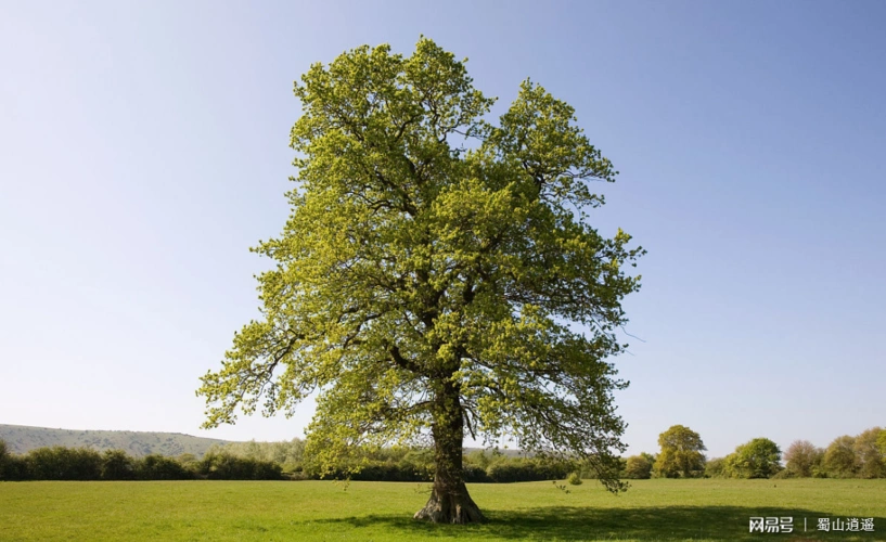 女孩出生的那天,女孩的父母在庭院当中种下了一株橡树,并在橡树