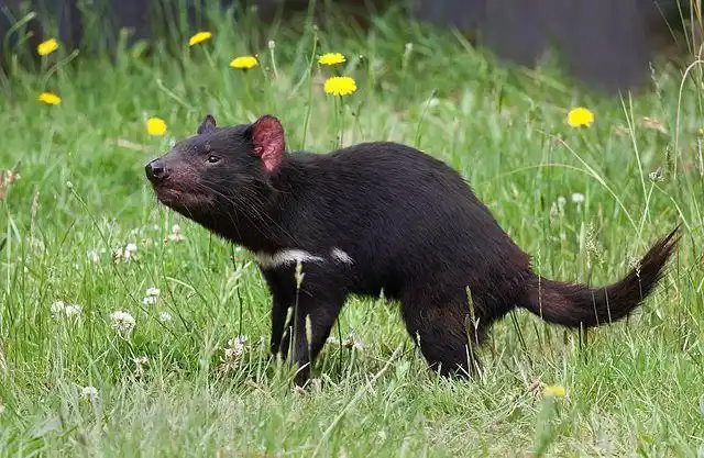 tasmanian devil (sarcophilus harrisii), tasmanian devil