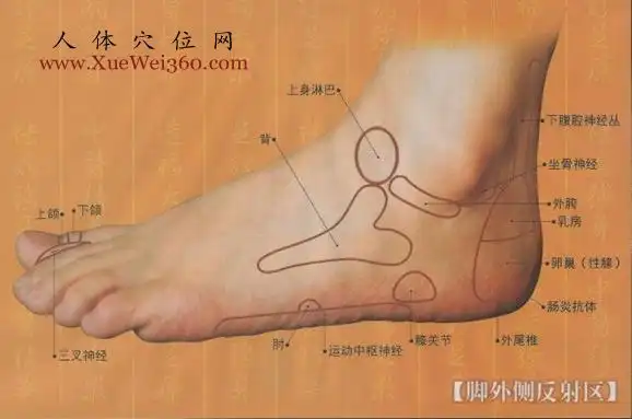 足外侧,足内侧,足背反射区图示大全 打印页面