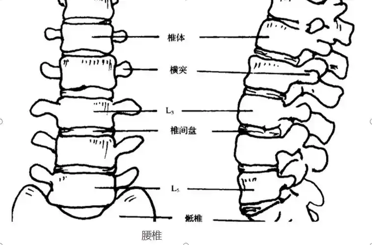 腰椎4—5节图片