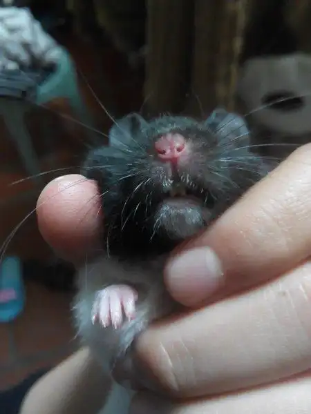 它喜欢咬笼子,算不算磨牙了?但是它牙齿依然在长呀.