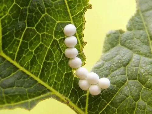 毛毛虫的一生要经历卵  幼虫  蛹  成虫四个阶段,属于完全变态类昆虫