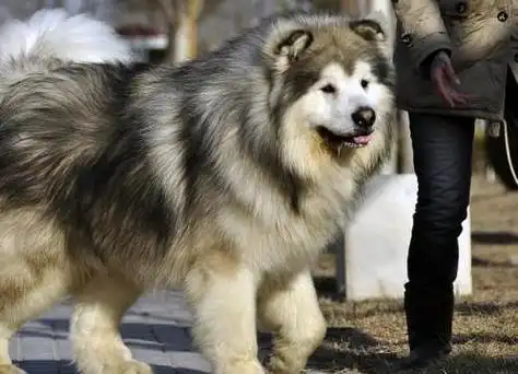 你的阿拉斯加是"熊版"吗?那它可能不是"阿拉斯加",别再上当