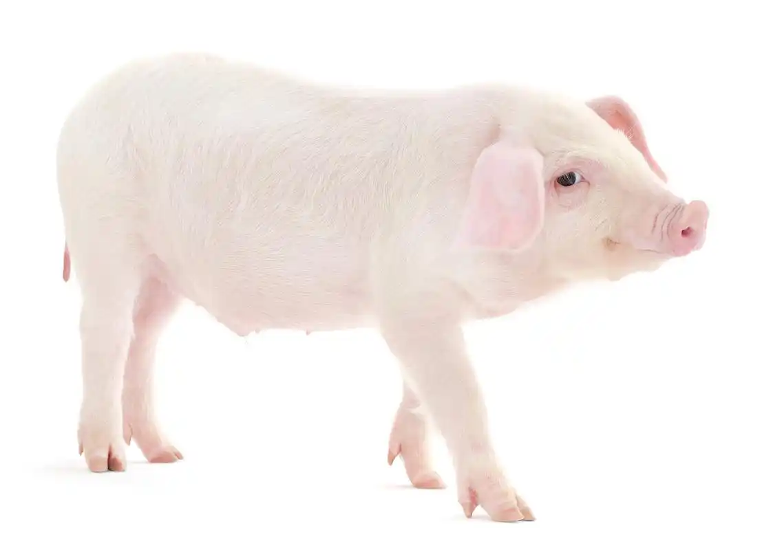 黑猪和白猪之间的差异涉及多个领域,如动物学,文化和农业.