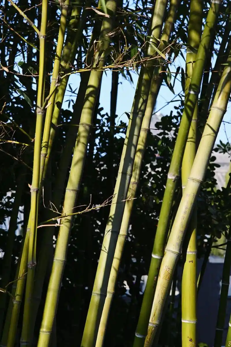 竹是故乡竹#摄影 #竹子 - 抖音