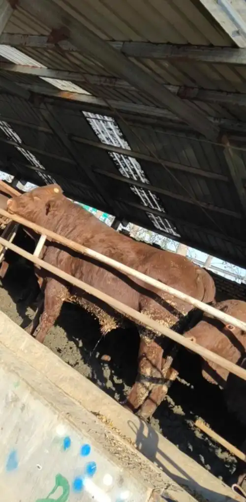 利木赞牛骨架大长势快好品种.