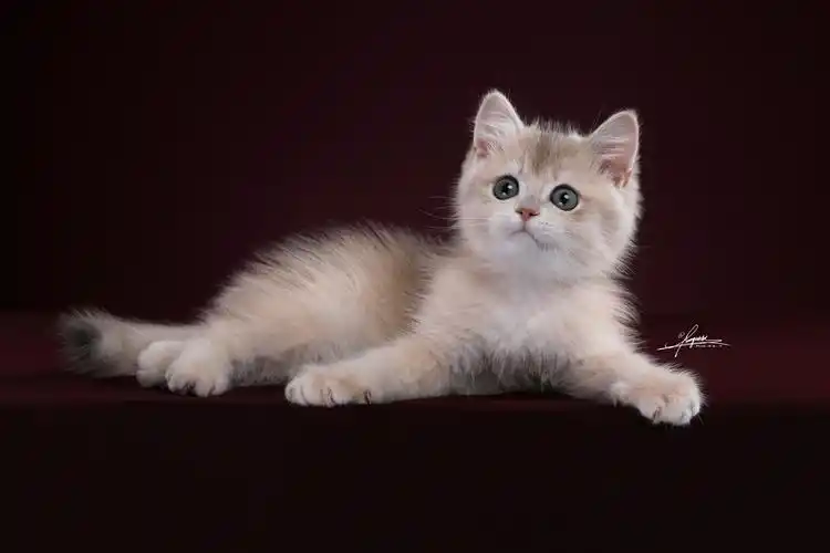 works-英国短毛猫金渐层|摄影|宠物摄影|amyworks赛猫摄影 - 原创作品