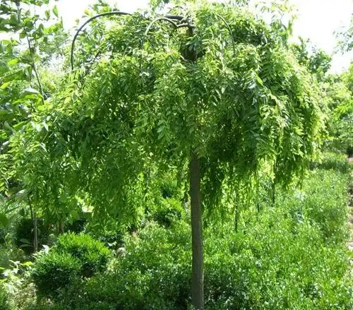 百度爱采购首页 商品专题_槐树 优质回答 国槐属于蝶形花科乔木植物