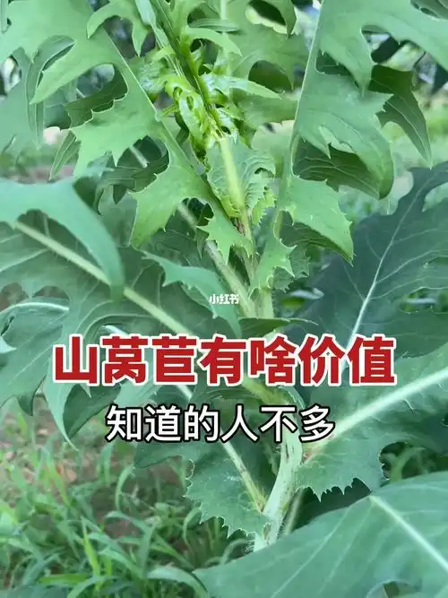 以前喂猪的植物山莴苣它的全身是个宝
