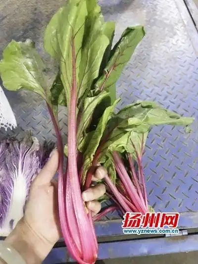 紫白菜 黑土豆 黄金苗 四季红…… "彩虹色"蔬菜来了 你吃过没?