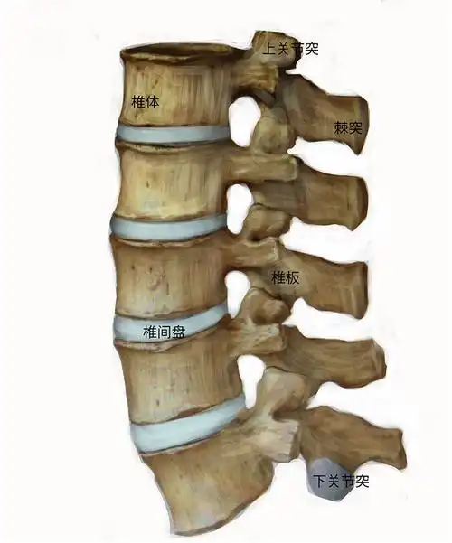 是滴,腰椎骨称为椎体,两椎体间还有个构造,叫做椎间盘,可主要啦.