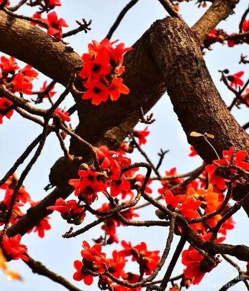 春天到了,高大挺拔的红棉树上,火红的红棉花盛开,就像一团团火球,使