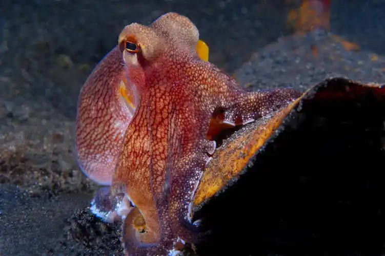 无人,横图,水下,海洋,野生动物,乌贼,章鱼,印度尼西亚,触须,墨水,无