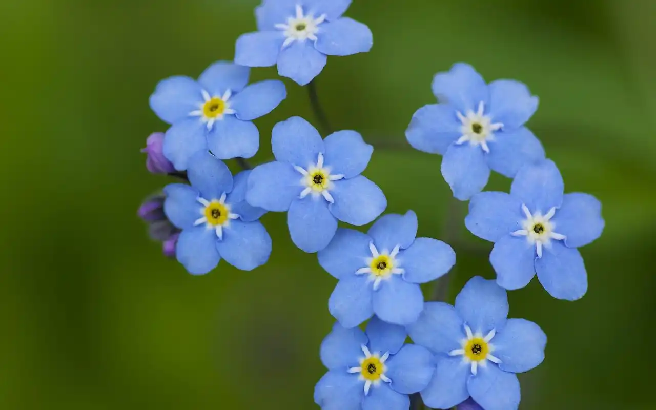 清新素雅蓝色小花勿忘我高清唯美桌面壁纸(三)