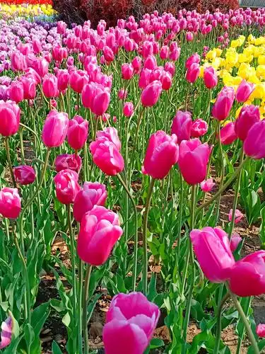 2020年的春天,我市各大公园,街道,游玩场所都开满了各种各样的鲜花