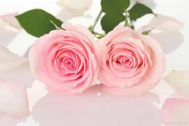 不同颜色的玫瑰花在花语意义方面也有很大的区别,其中粉玫瑰花的花语