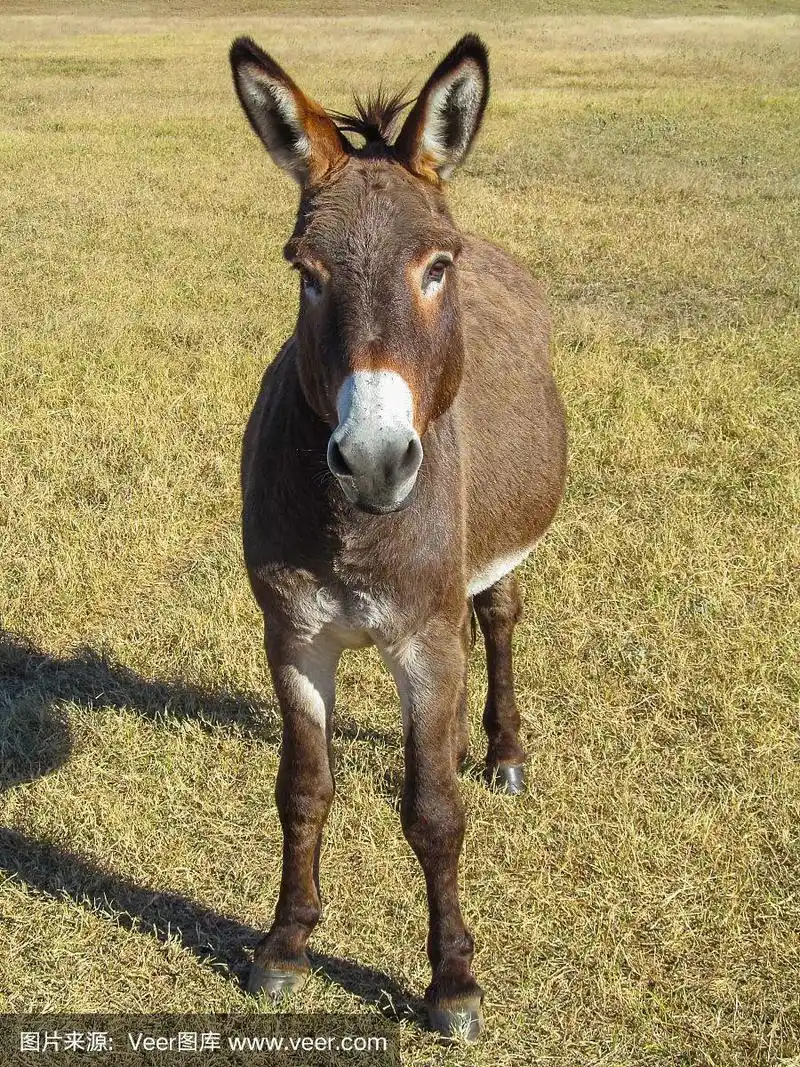 驴子,正面视角,垂直画幅,褐色,无人