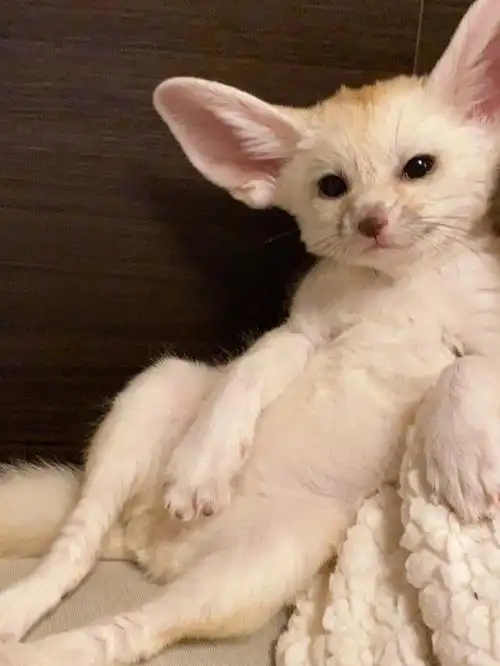 日本耳廓狐妮老板近照