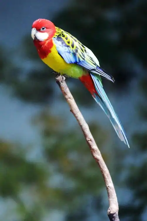 【五彩鹦鹉摄影图片】北京生态摄影_无期图形_太平洋电脑网摄影部落