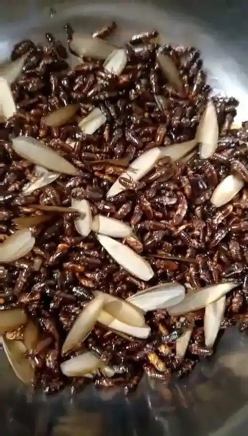 非洲大蚂蚁油炸吃,味道太香了