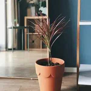 三色铁五彩千年木七彩铁马尾铁龙血树客厅室内北欧风绿植净化空气