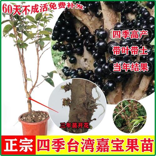 台湾嘉宝果树苗艾斯卡沙巴四季红妃福冈庭院种早生品种当年可挂果