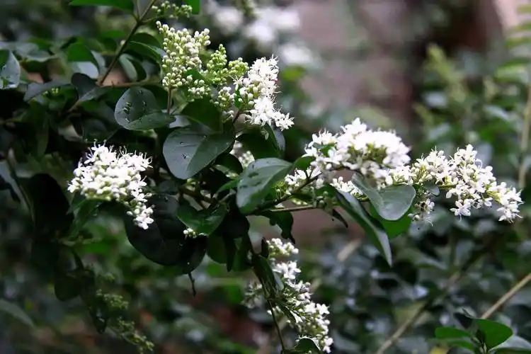 【小蜡】木犀(木樨)科,女贞属