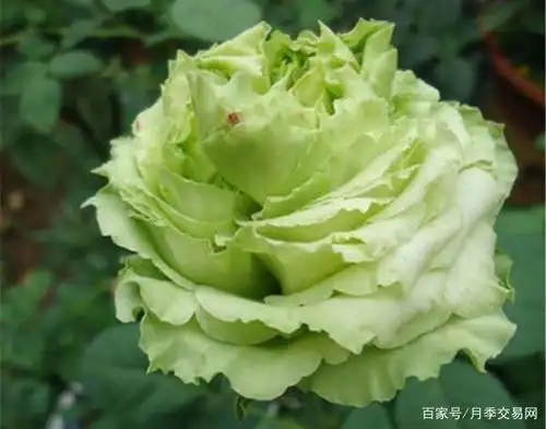 绿色月季大盘点,个个绿如翡翠,简直美得不像话