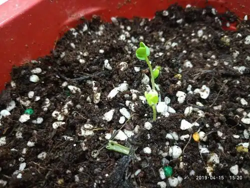 三年级科学教师要及时根据教材,对凤仙花的"发芽","开花","结 ","收获