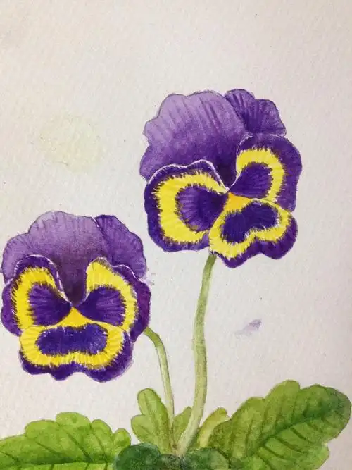 三色堇水彩
