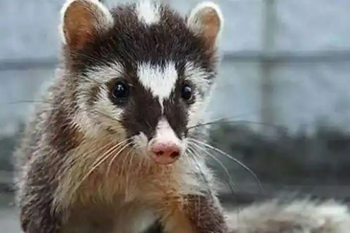精选人工饲养的果子狸动物图片分享!