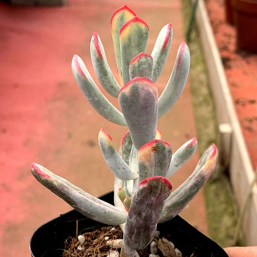 精品多肉植物园【棒叶福娘锦】阳台绿植花卉吸甲醛防辐射奇趣盆栽