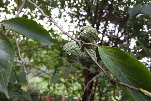 农村很多看起来并不起眼的树木,但是其木材却属上乘,你那有吗