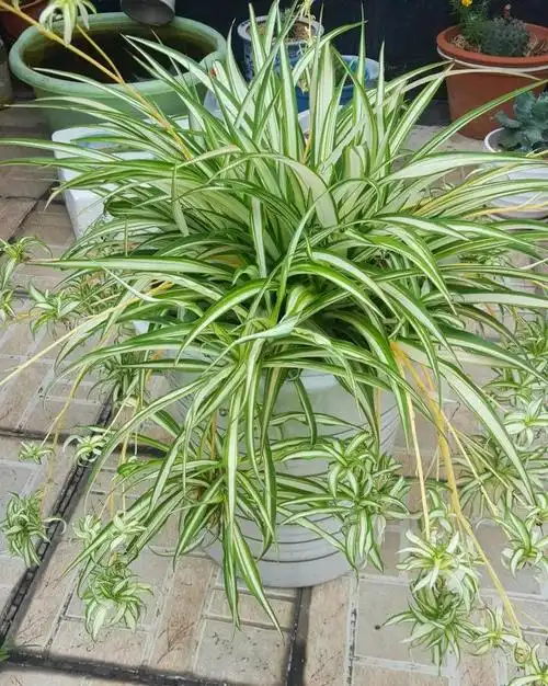 吊兰有几个品种,盘点十种常见的吊兰