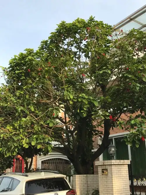 新认识的一种植物"凤眼果"