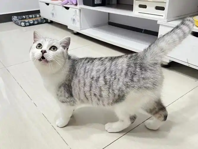 长沙同城猫咪领养 是妹妹,九个月大了,银渐层跟美短的崽崽,因 - 抖音