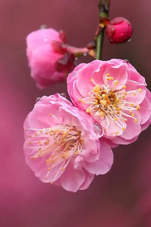 孤山的梅花盛开