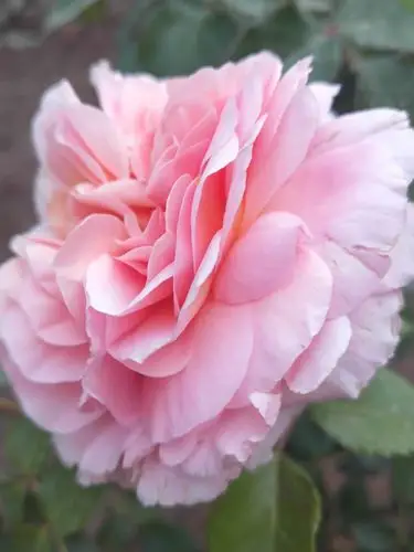 绚丽多姿妩媚妖娆的月季花