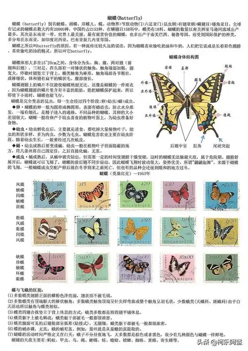 原创鳞翅目昆虫蝴蝶与蛾