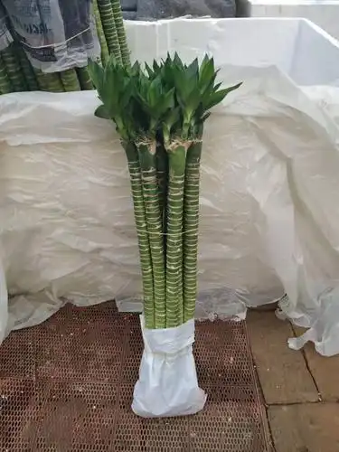 转运节节高步吸甲醛水培植物书房净化空气步高富贵竹绿植